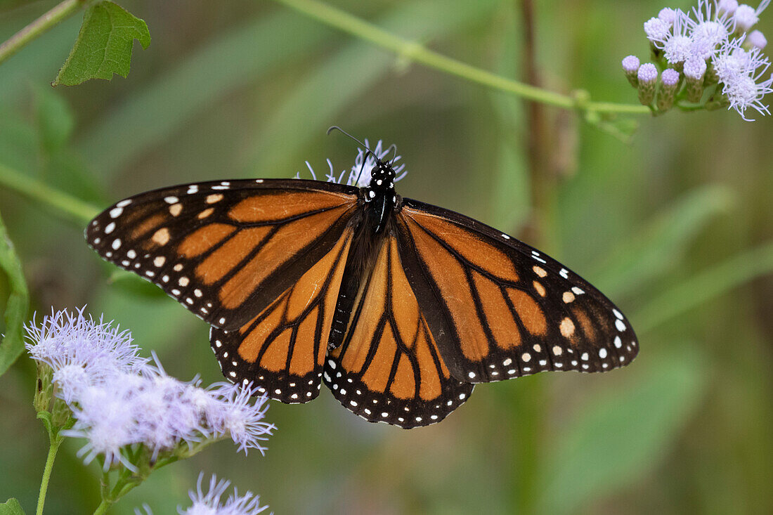 Monarch (Danaus Plexippus) beim Fressen.