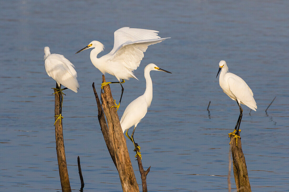 Schneereiher (Egretta thula) sitzend.