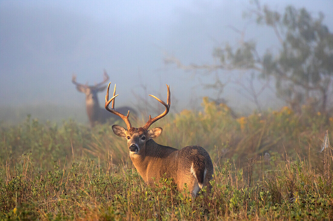 White-tailed Deer (Odocoileus virginianus) males following the scent of a female