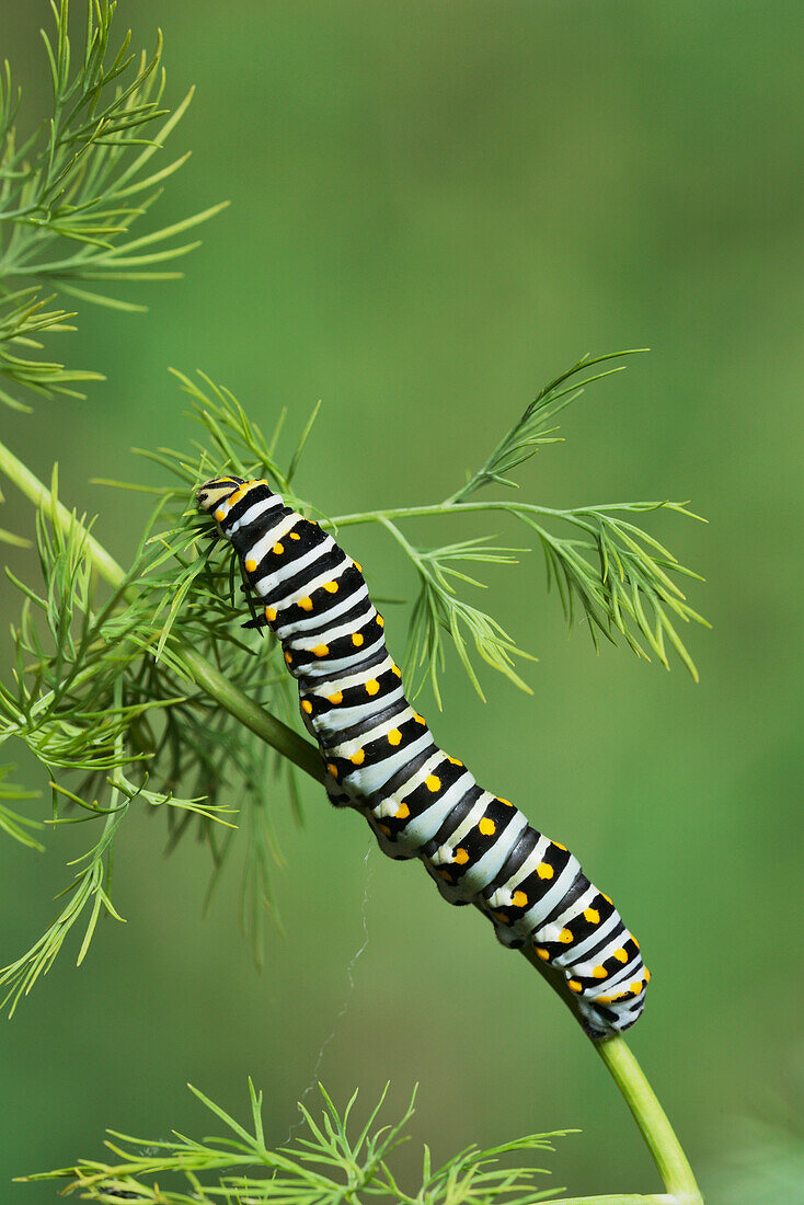 Schwarzer Schwalbenschwanz (Papilio polyxenes), Raupe frisst an Fenchel-Wirtspflanze (Foeniculum vulgare), Hill Country, Texas, USA