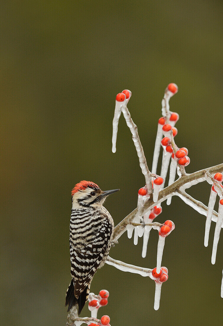 Ladder-backed Woodpecker (Picoides scalaris), adult male perched on icy branch of Possum Haw Holly (Ilex decidua) with berries, Hill Country, Texas, USA