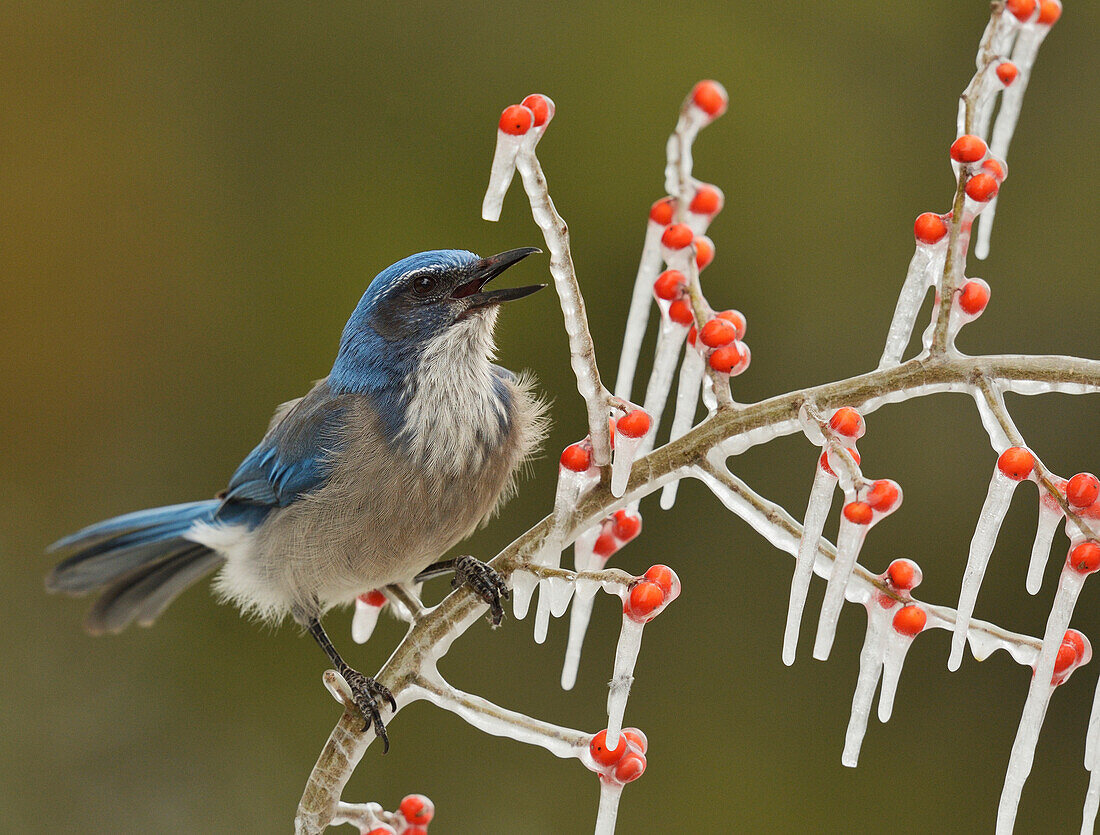 Western Scrub-Jay (Aphelocoma californica), Erwachsener ruft auf einem vereisten Zweig der Possum Haw Holly (Ilex decidua) mit Beeren, Hill Country, Texas, USA