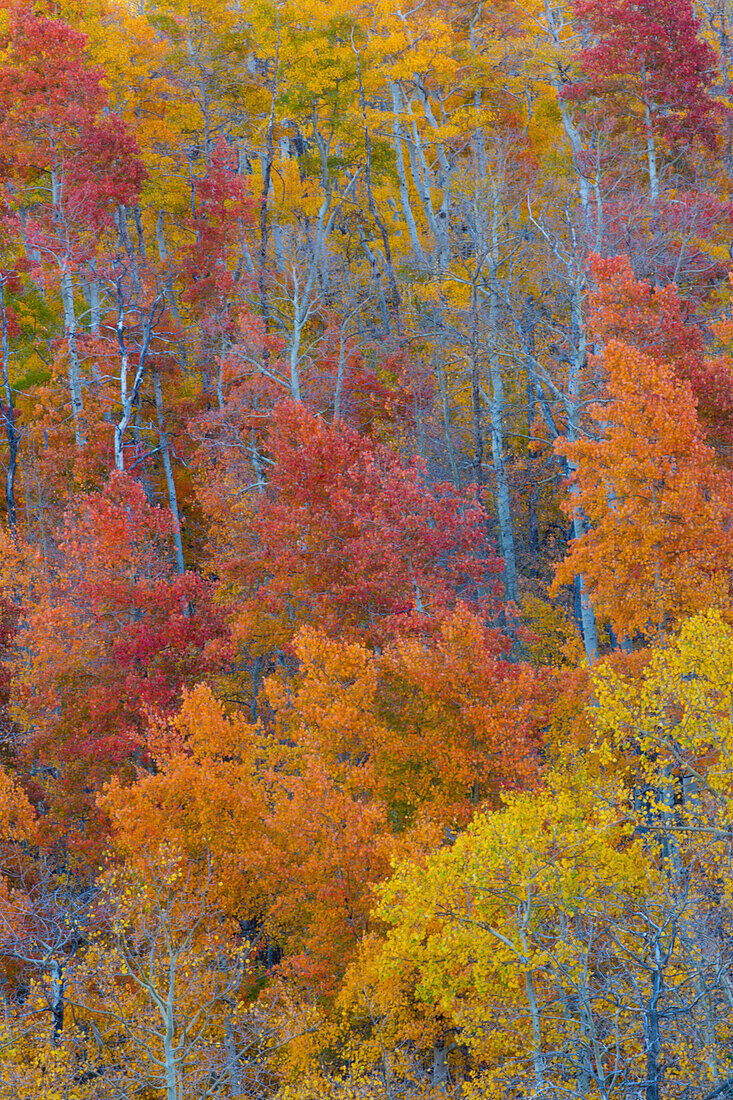 Aspens multi colored in autumn Wasatch Mountains and Highway 39 east of Ogden, Utah