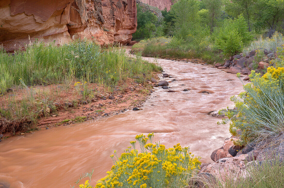 USA, Utah. Capitol Reef National Park, Rabbitbrush blooms above curve in the muddy Fremont River.