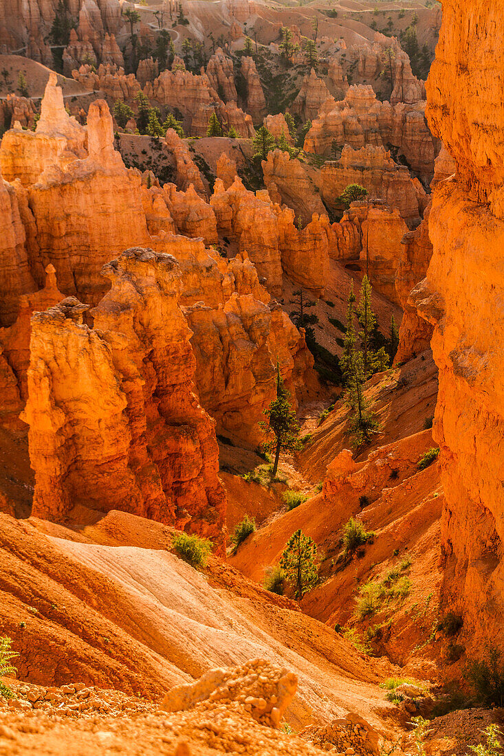 Bryce Canyon National Park, Utah. Pine Trees are scattered along the canyon and Hoodoos walls
