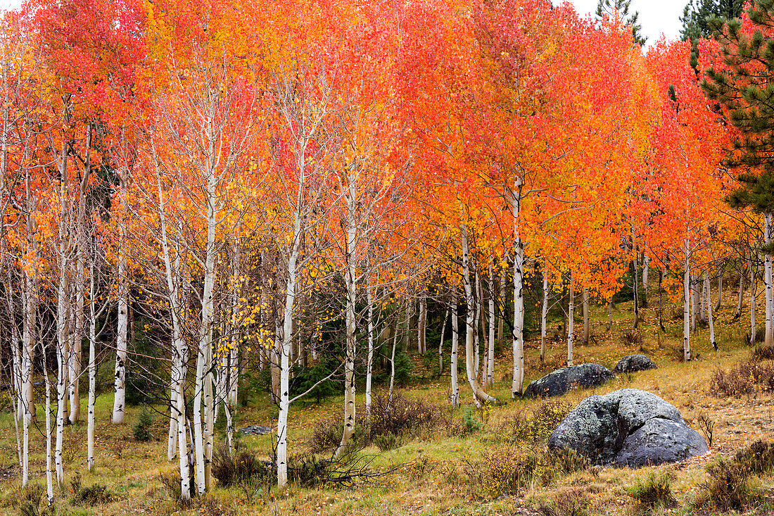 Utah, Dixie National Forest, Espenwald entlang des Highway 12