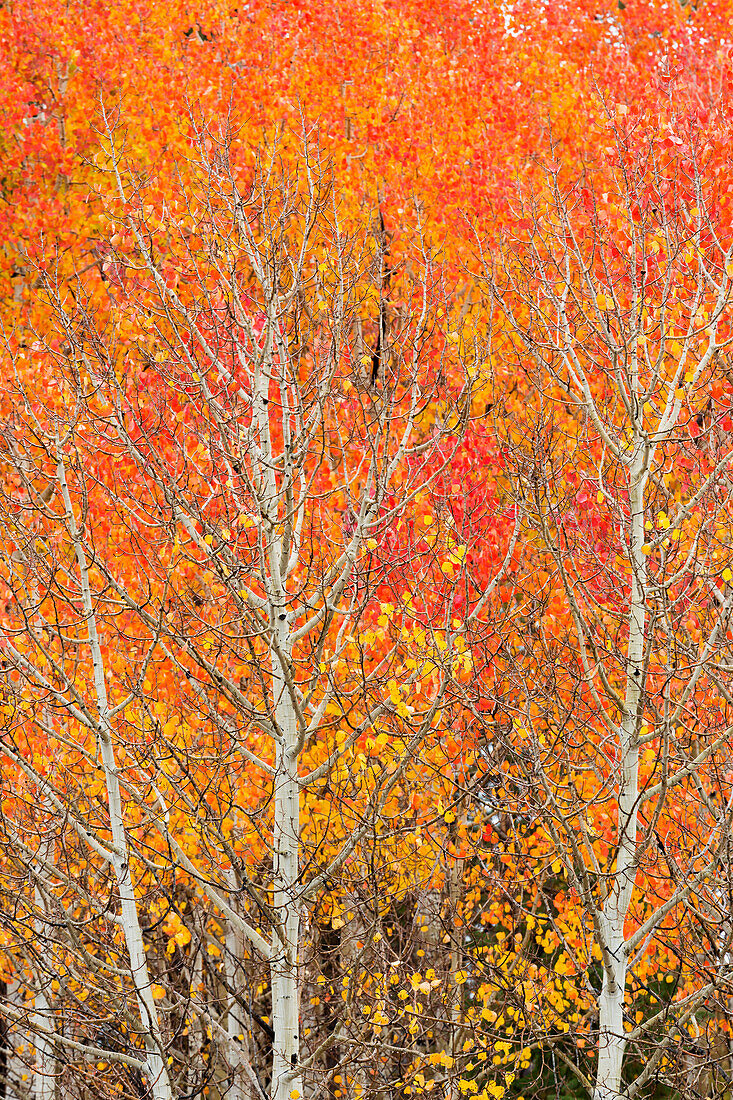 Utah, Dixie National Forest, Espenwald entlang des Highway 12