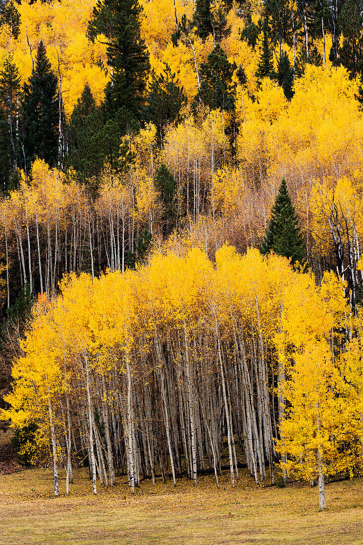 Utah, Dixie National Forest, aspen forest along highway 12