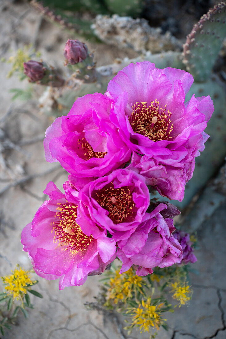 USA, Utah. Beavertail prickly pear cactus, Factory Butte, Upper Blue Hills.