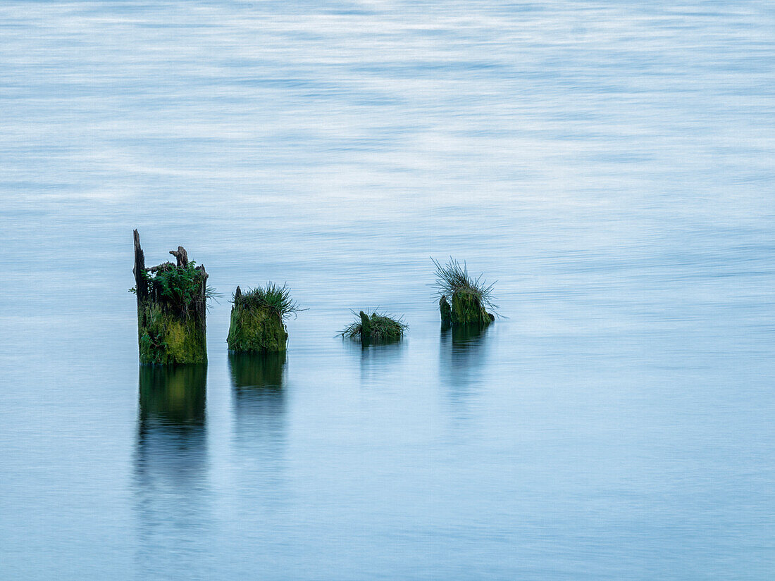 USA, Washington State, Old pilings near Cape Disappointment