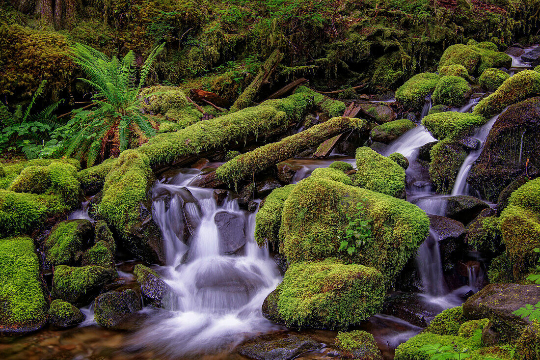 Kleiner Bach, der durch moosbewachsene Felsen stürzt, Hoh Rainforest, Olympic National Park, Washington State