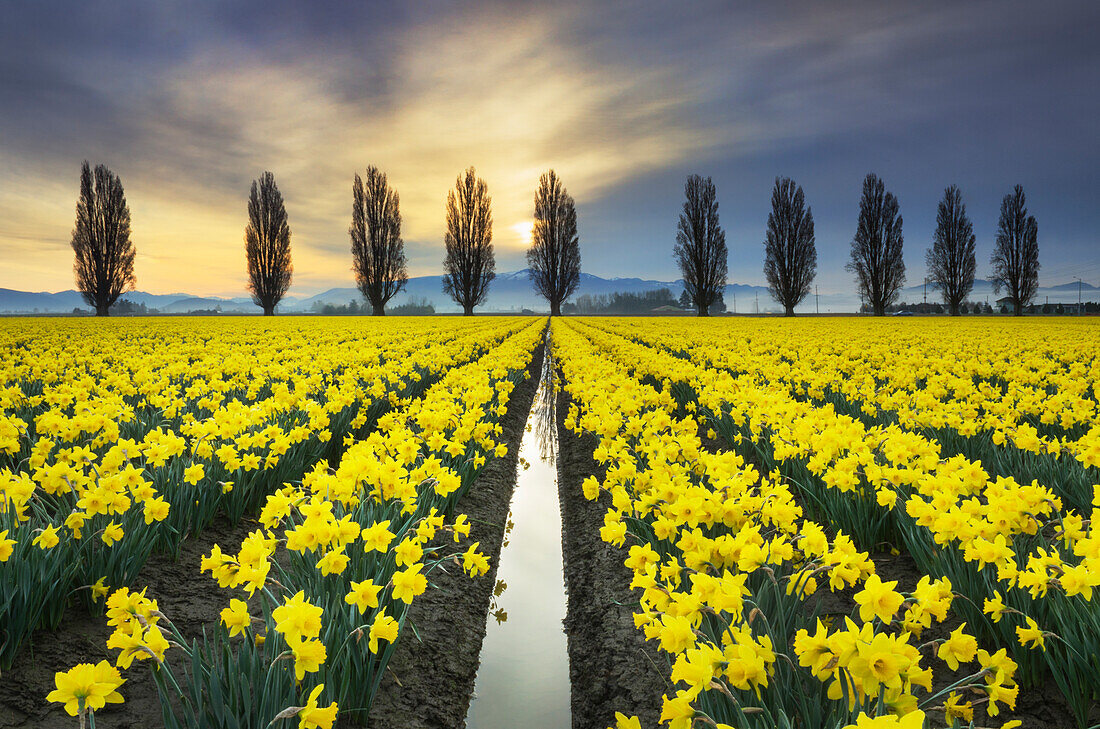 Gelbe Narzissenfelder Ende März, Skagit Valley, Bundesstaat Washington