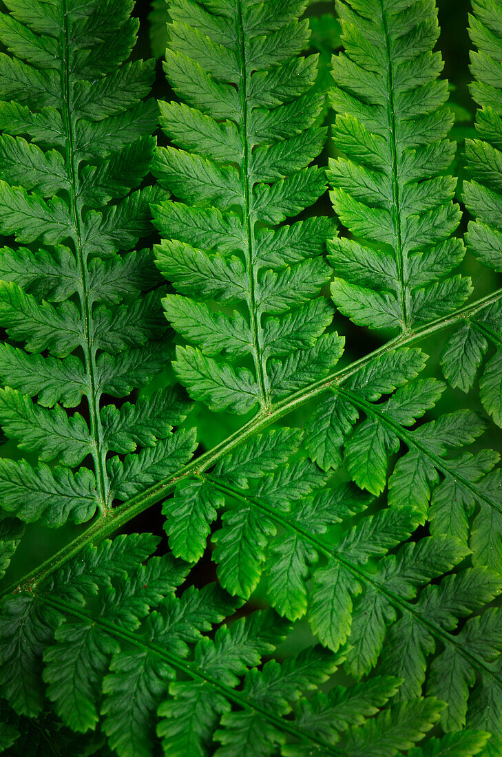 Lady-fern (Athyrium filix-femina)