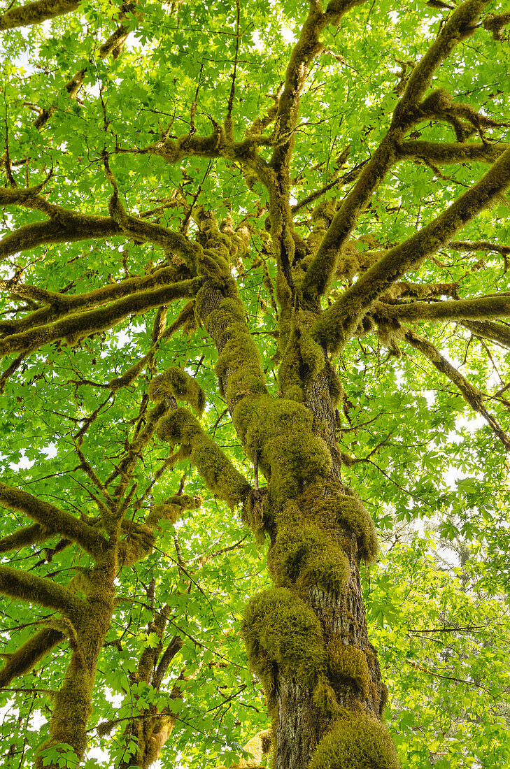 Großblättriger Ahorn (Acer macrophyllum) Baker River, North Cascades National Park, Washington State