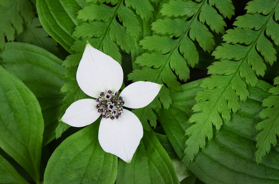 Bunchberry (Cornus canadensis) and Oak Fern (Gymnocarpium dryopteris)