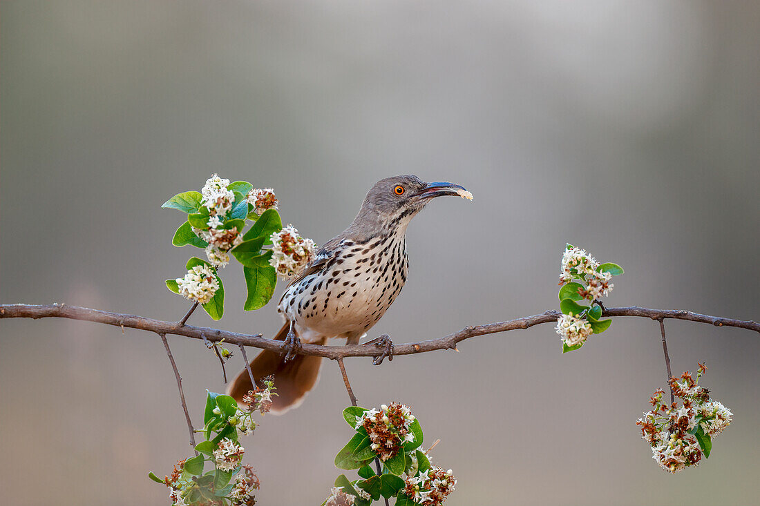 Long billed thrasher, Rio Grande Valley, Texas