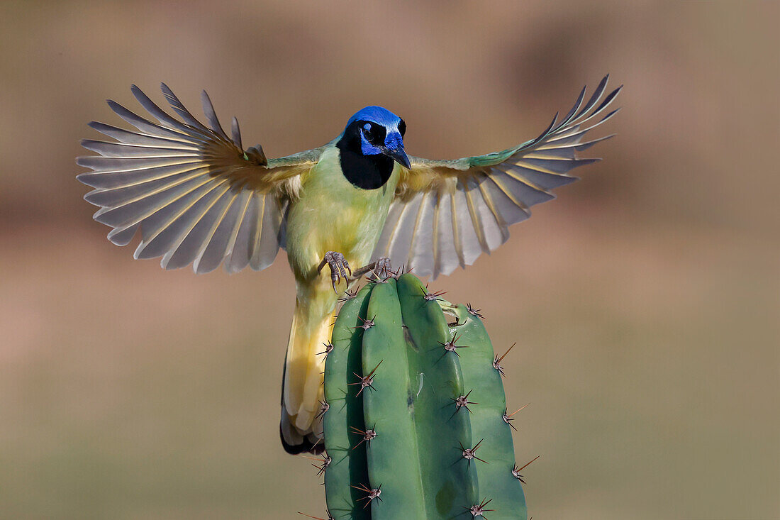 Green Jays in flight, Rio Grande Valley, Texas