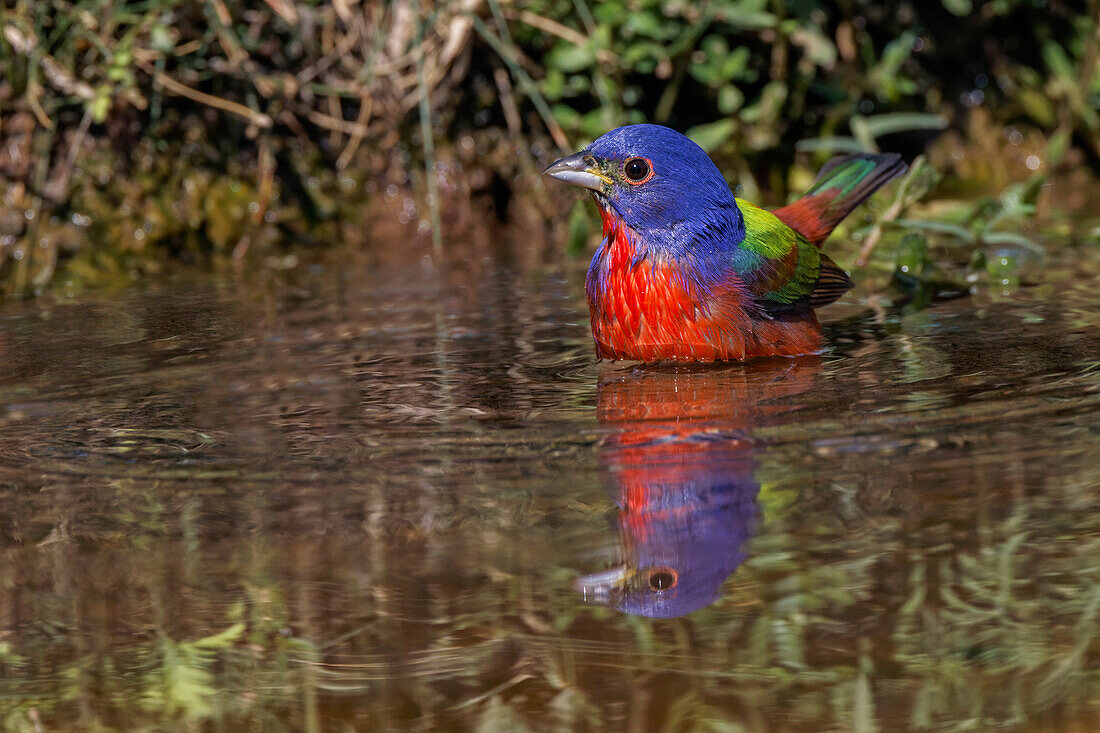 Male Painted bunting bathing in small pond in the desert. Rio Grande Valley, Texas