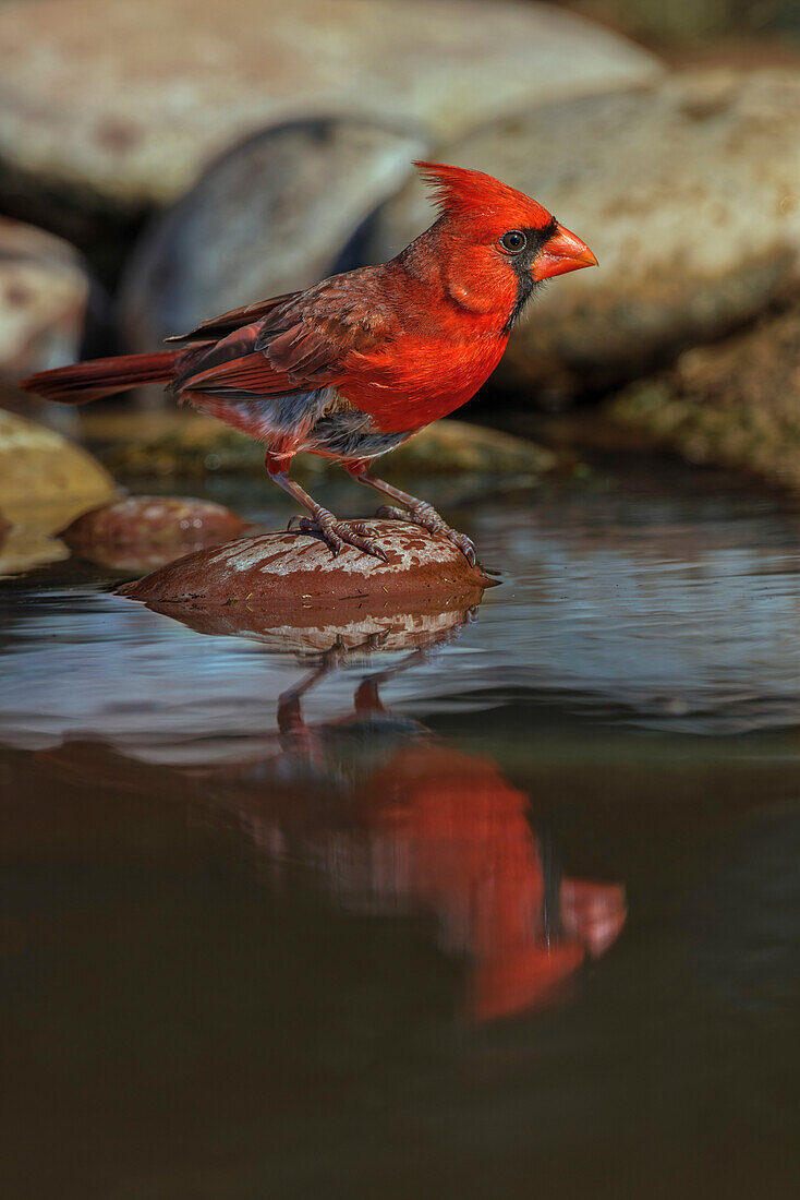 Männlicher nördlicher Kardinal beim Baden in einem kleinen Wüstenteich, Rio Grande Valley, Texas