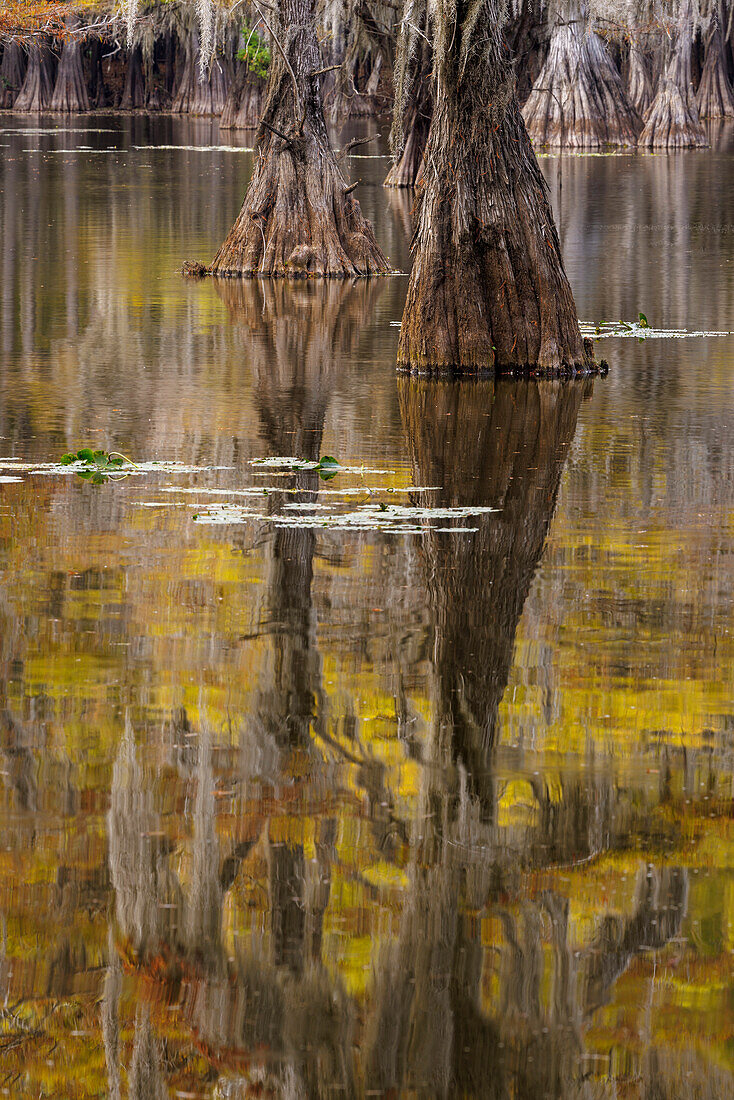 Bald Cypress tree draped in Spanish moss with fall colors. Caddo Lake State Park, Uncertain, Texas