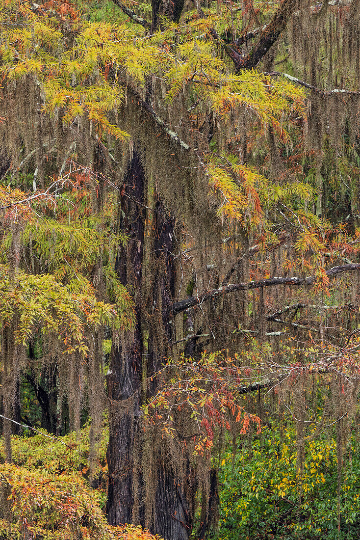 Mit spanischem Moos bewachsene kahle Zypresse mit Herbstfärbung. Caddo Lake State Park, Ungewiss, Texas
