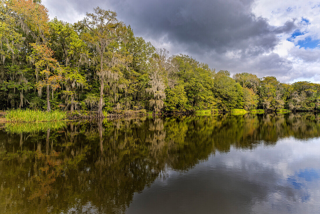 Zypressen und Spanisches Moos am Ufer des Caddo Lake, Uncertain, Texas