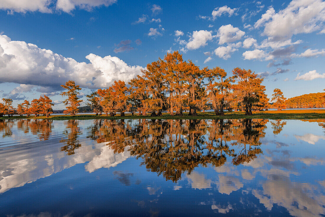 Bald cypress trees in autumn reflected on lake. Caddo Lake, Uncertain, Texas