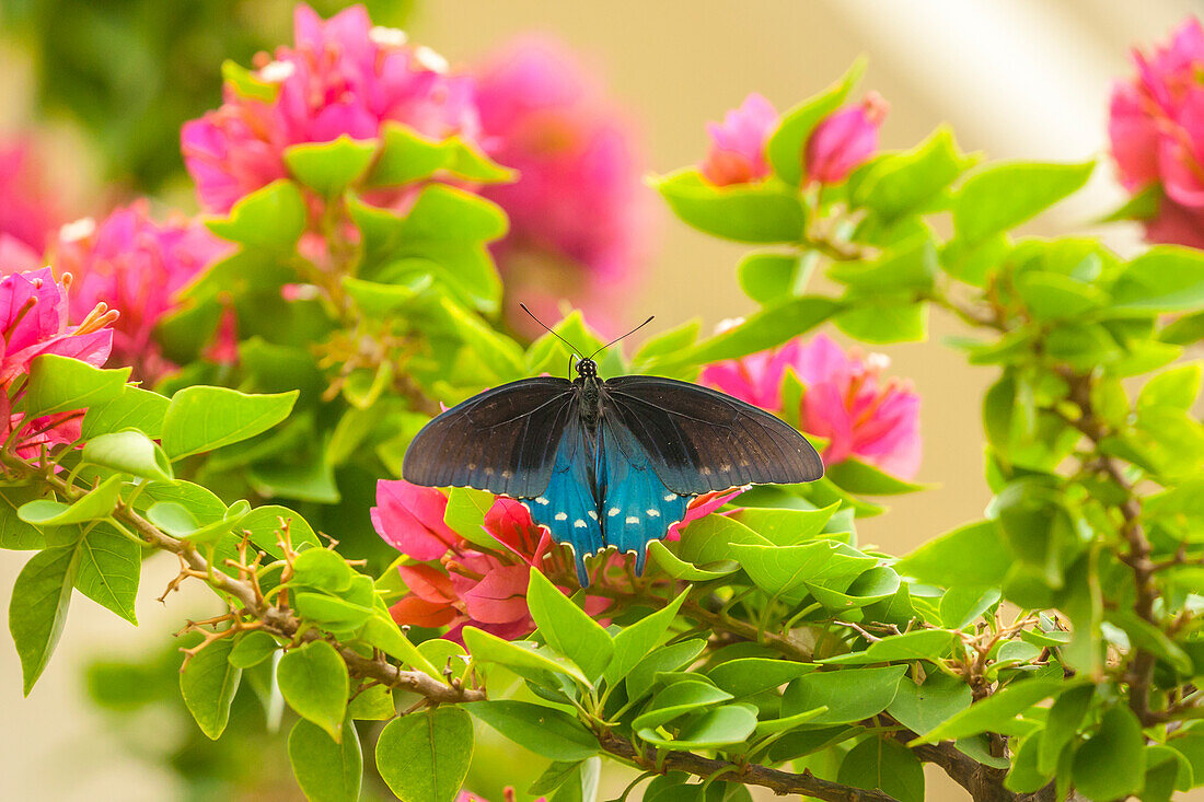 USA, Texas, Hidalgo County. Pipevine swallowtail butterfly on branch