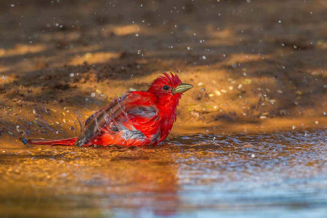 USA, Texas, Grafschaft Hidalgo. Männliche Sommertangare beim Baden