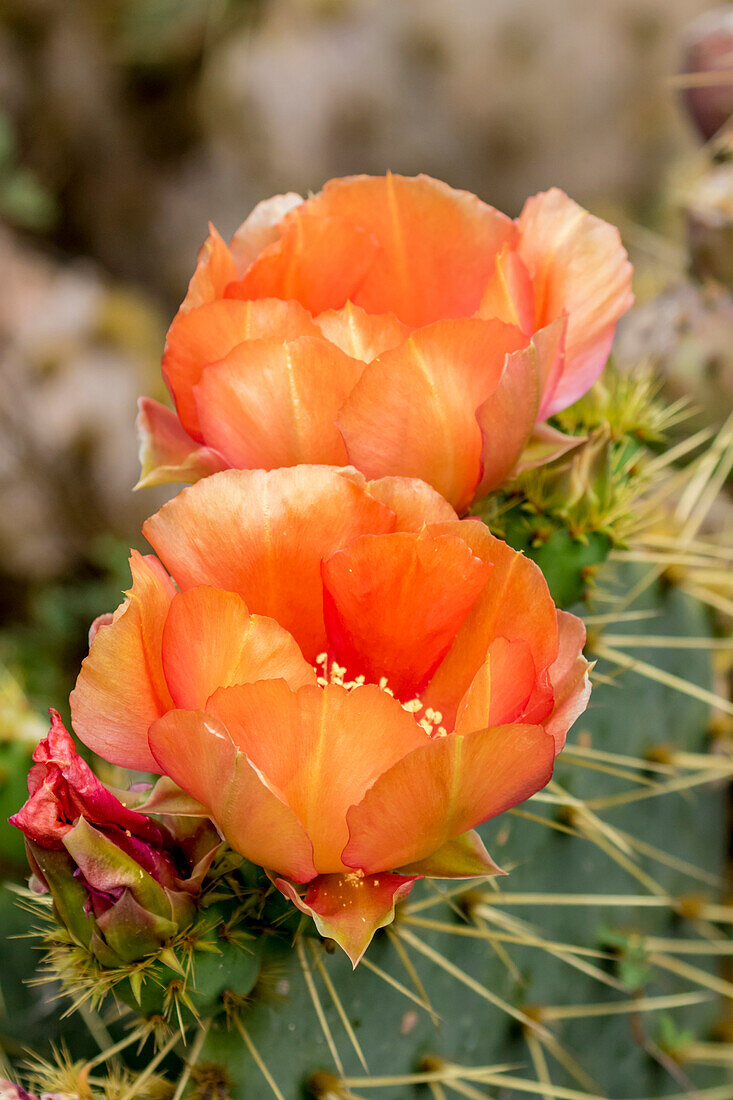 USA, Texas, Boca Chica. Feigenkaktus in voller Blüte