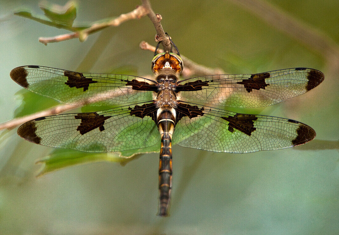 USA, Texas, Austin. Male prince baskettail dragonfly on branch.