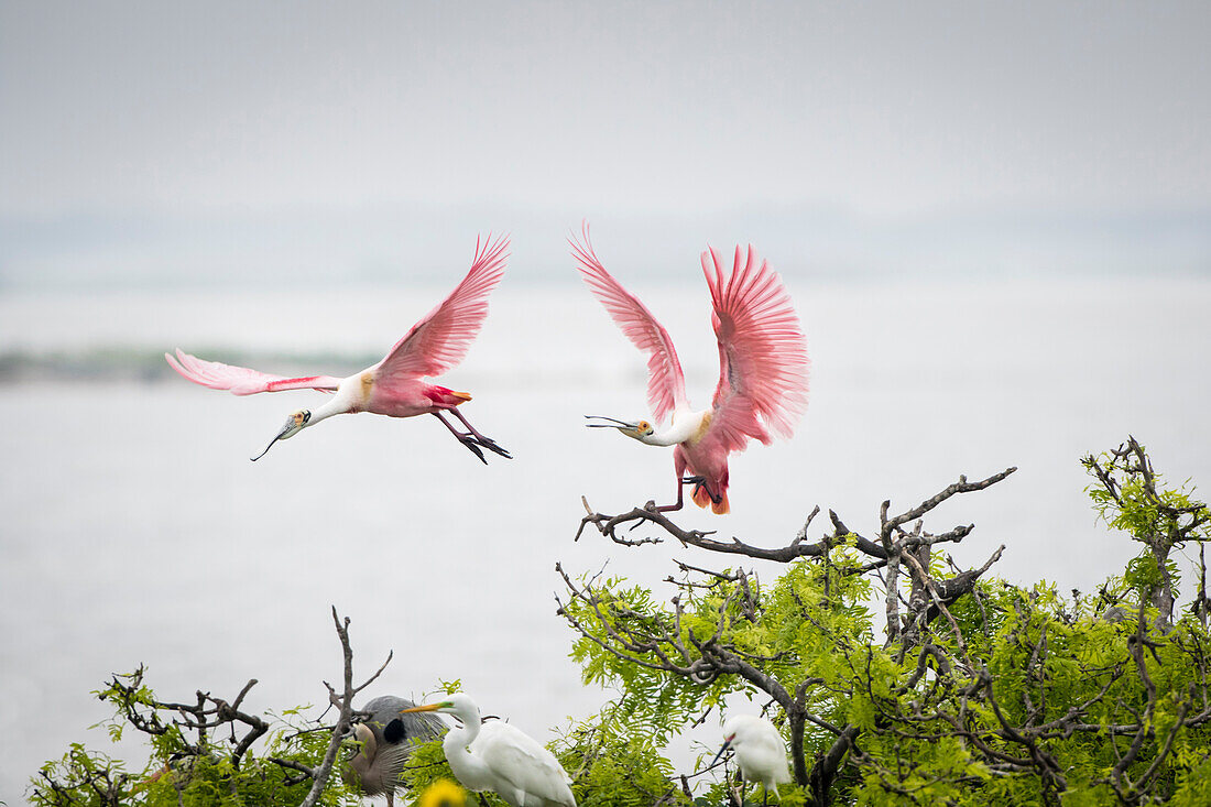 Roseate Spoonbills (Ajaia ajaja) landing in nest colony