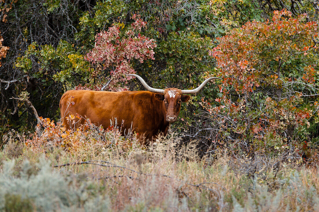 Texas Longhorn-Rinder im Grasland