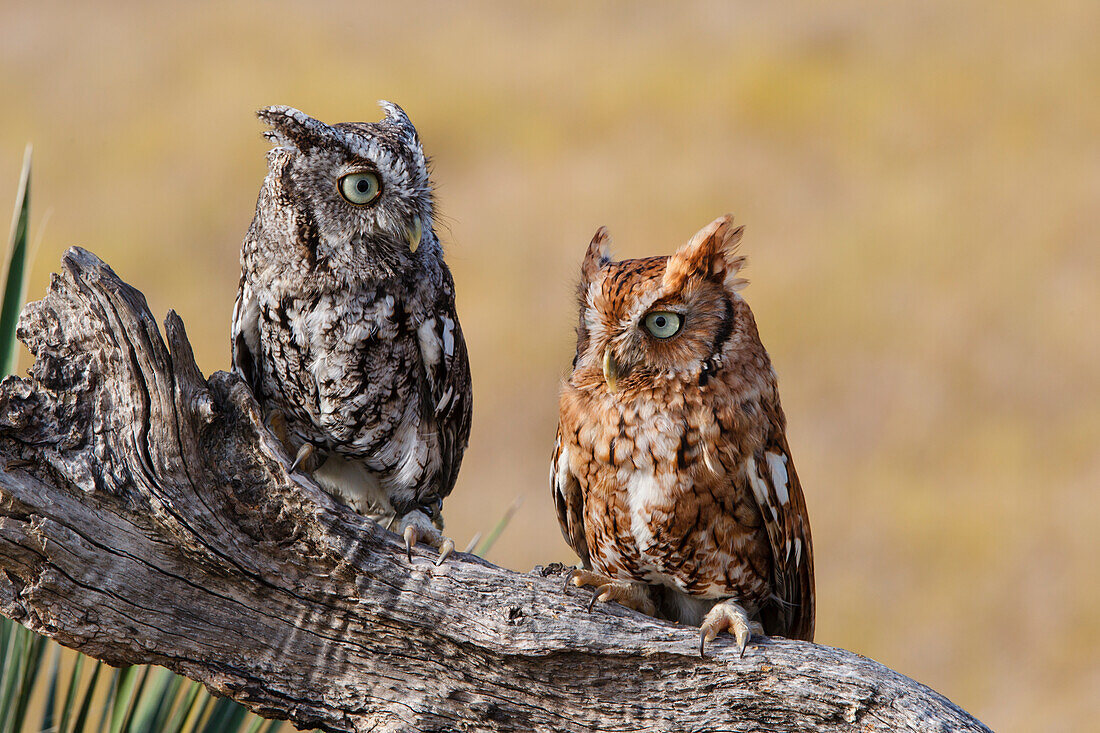 Eastern Screech Owl (Otus Asio) roosting in tree