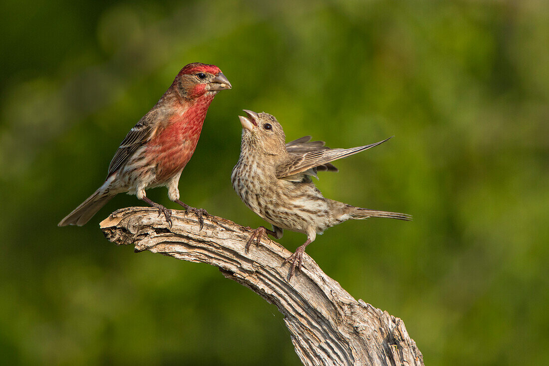 Hausfink (Carpodacus Mexicanus) bei der Paarbildung