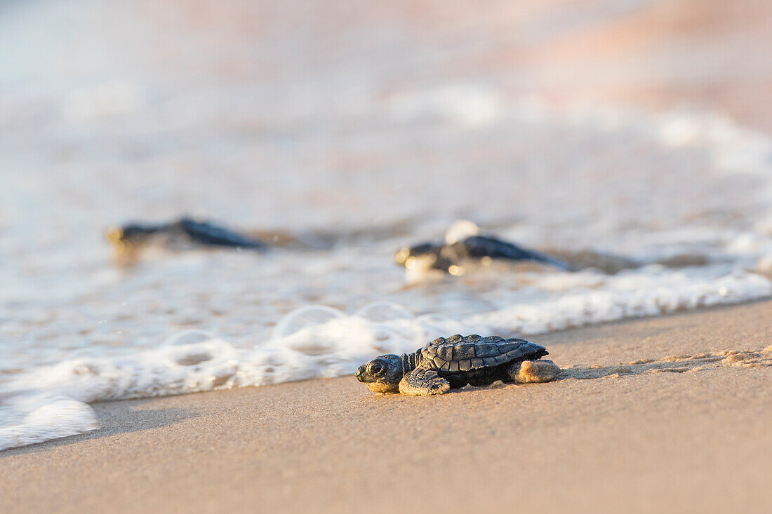 Kemp's Ridley Sea Turtle (Lepidochelys kempii) hatchling