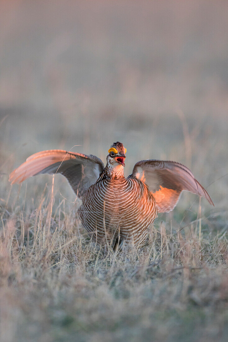 Lesser Prairie Chicken (Tympanuchus pallidicinctus) on lek