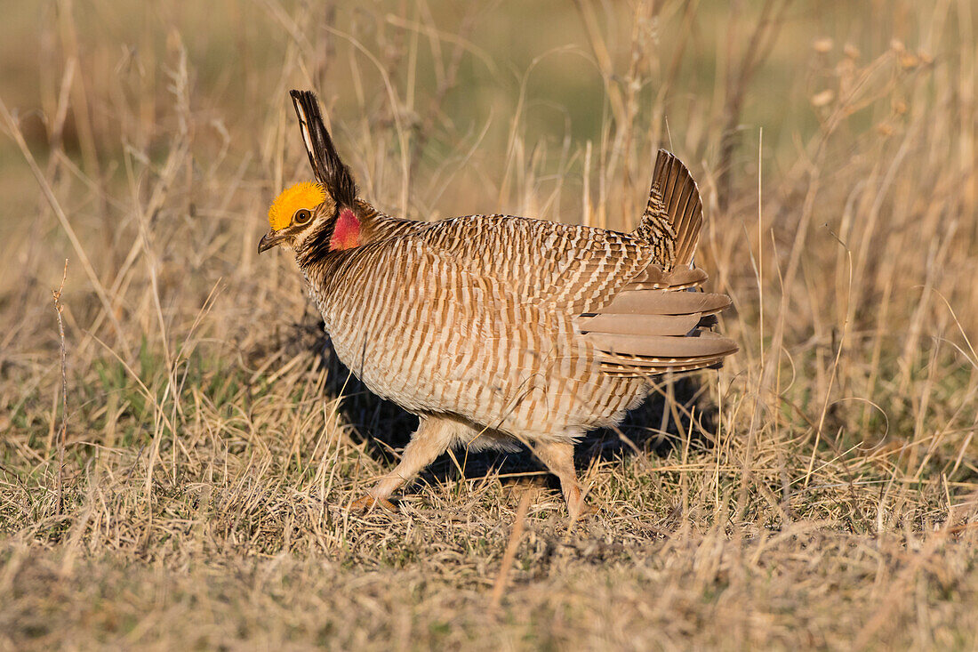 Lesser Prairie Chicken (Tympanuchus pallidicinctus) on lek