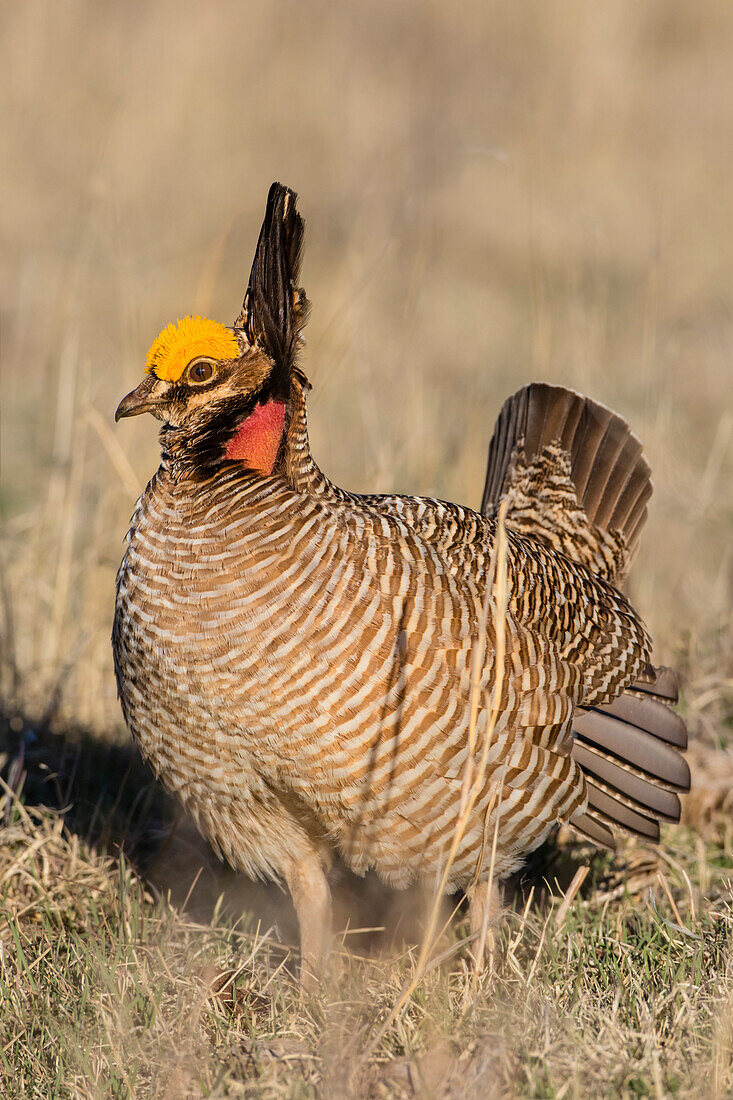 Lesser Prairie Chicken (Tympanuchus pallidicinctus) on lek