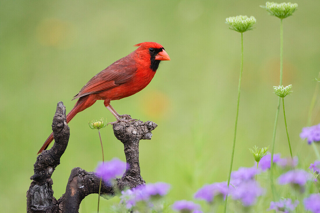 Nördlicher Kardinal (Cardinalis Cardinalis), Männchen auf einem Baumstumpf sitzend