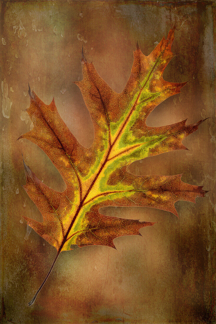 USA, Washington State, Olympic National Park. Oak leaf close-up