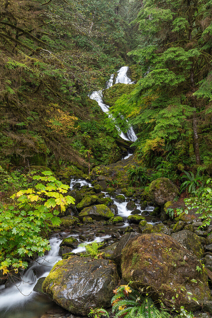USA, Bundesstaat Washington, Olympic National Park. Bunch Creek Falls und Wald