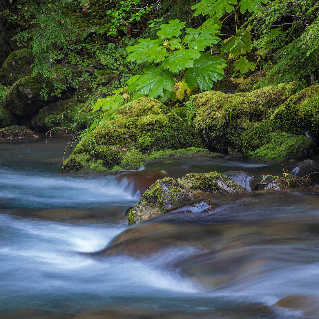 USA, Washington State, Olympic National Park. Dungeness River rapids