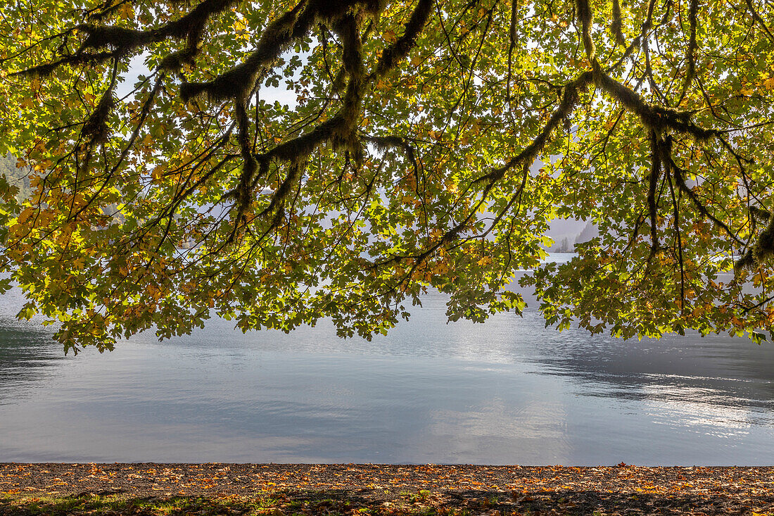 USA, Washington State, Olympic National Park. Bigleaf maple tree and lake