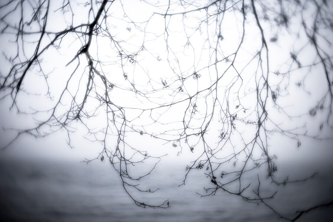 USA, Washington State, Seabeck. Alder branches in winter and Hood Canal