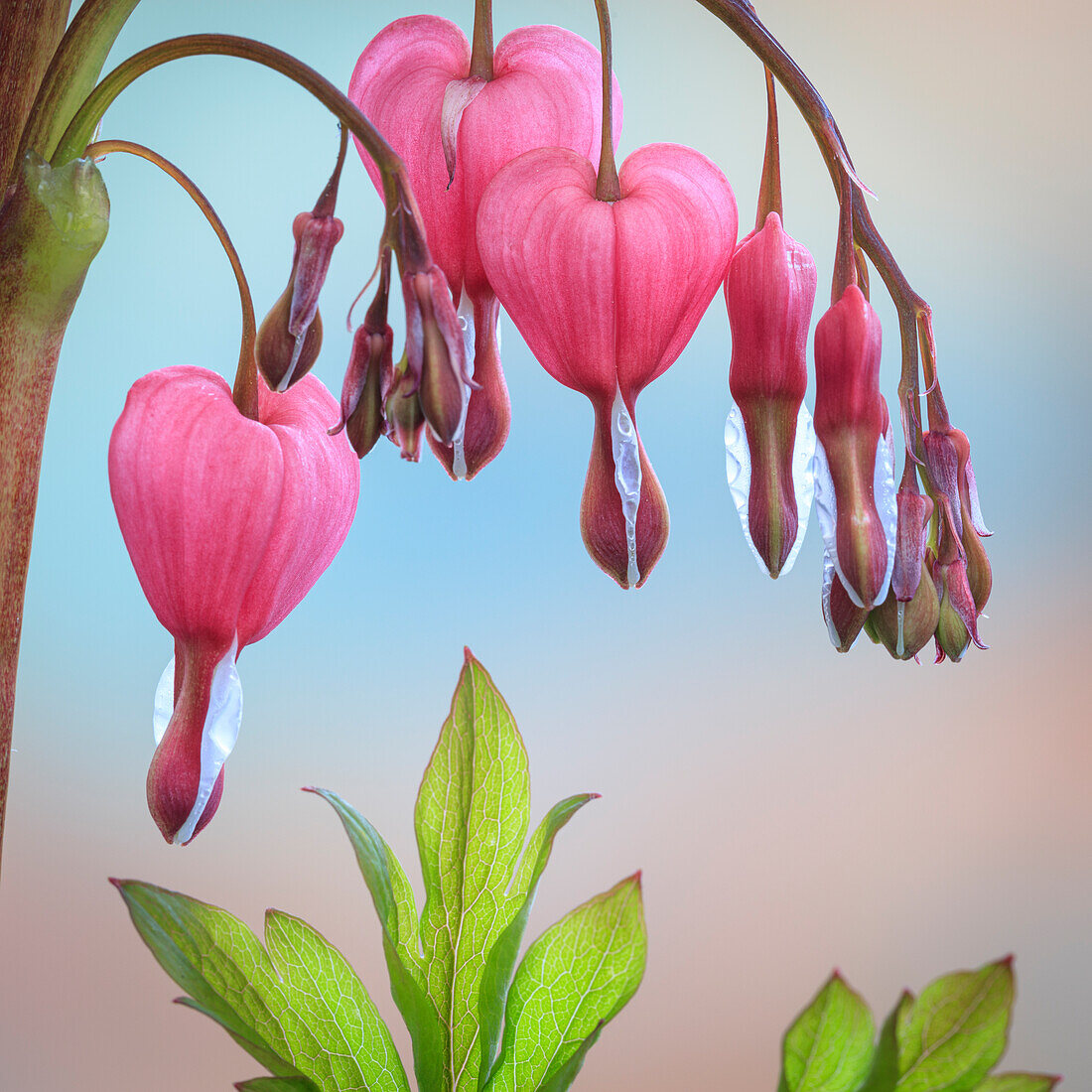 USA, Washington State, Seabeck. Bleeding heart blossoms close-up.