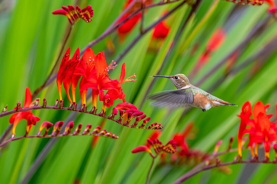 USA, Washington State, Sequim. Rufous hummingbird and flowers.