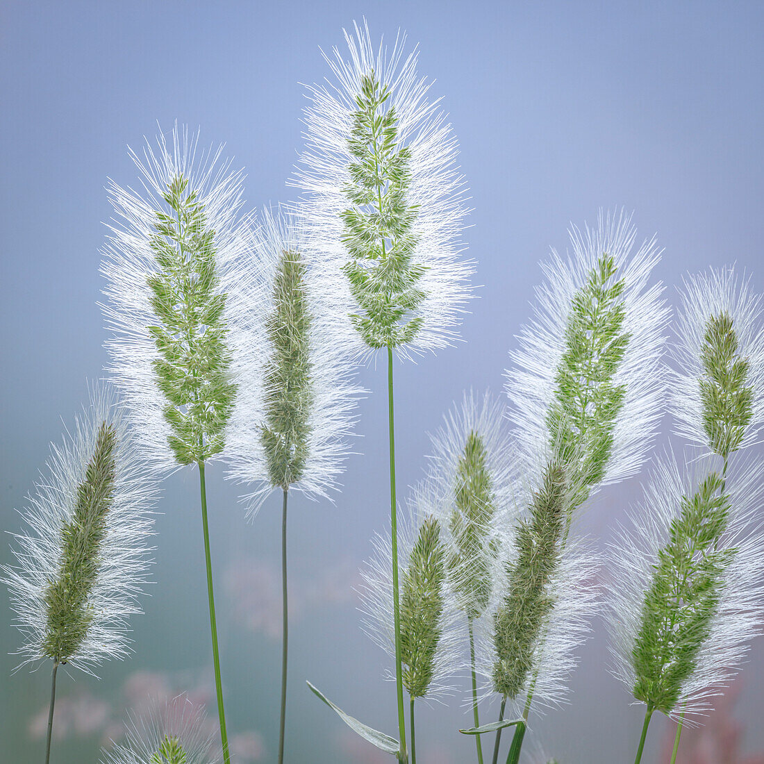 USA, Washington State, Seabeck. Grass seed-heads close-up.