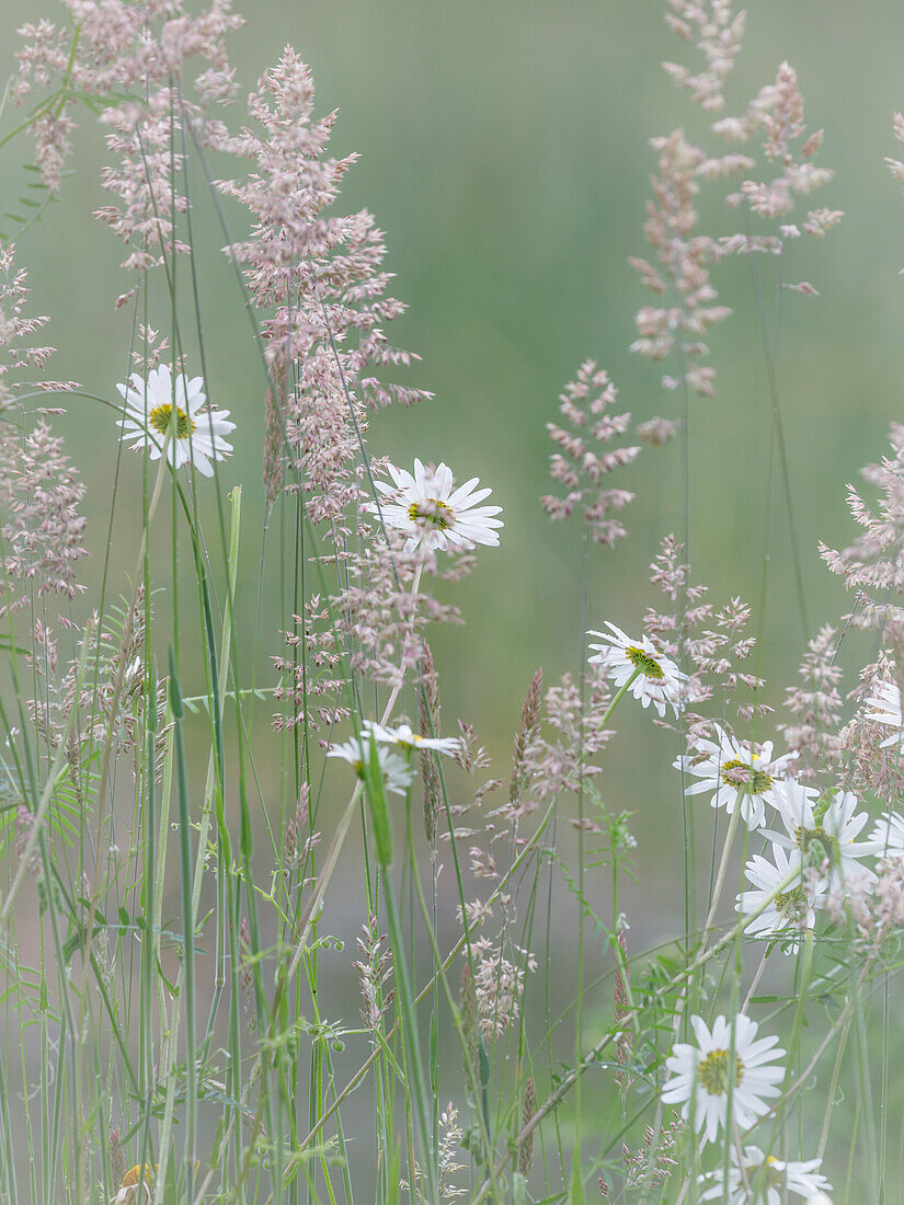 USA, Bundesstaat Washington, Seabeck. Blüten und Gräser des Ochsenaugenblümchens.