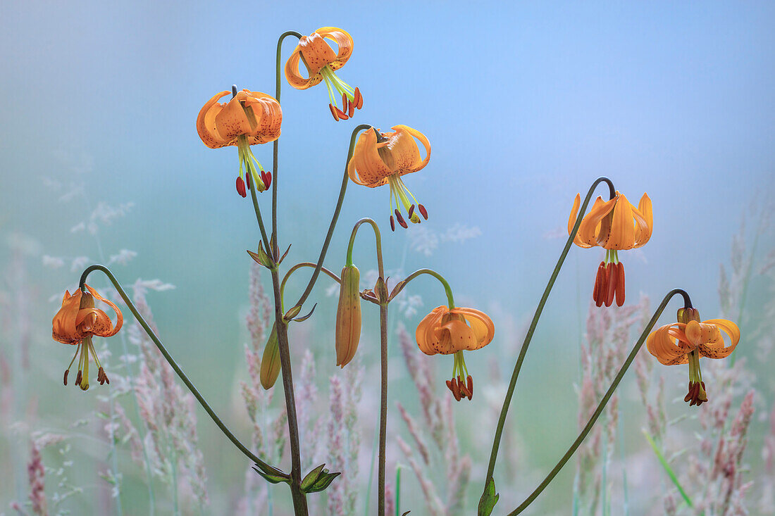 USA, Bundesstaat Washington, Dewatto. Tigerlilienblüten und -gräser.